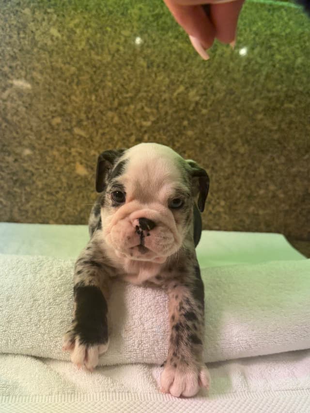 Available now. Bulldog Puppies (Mini) media 12