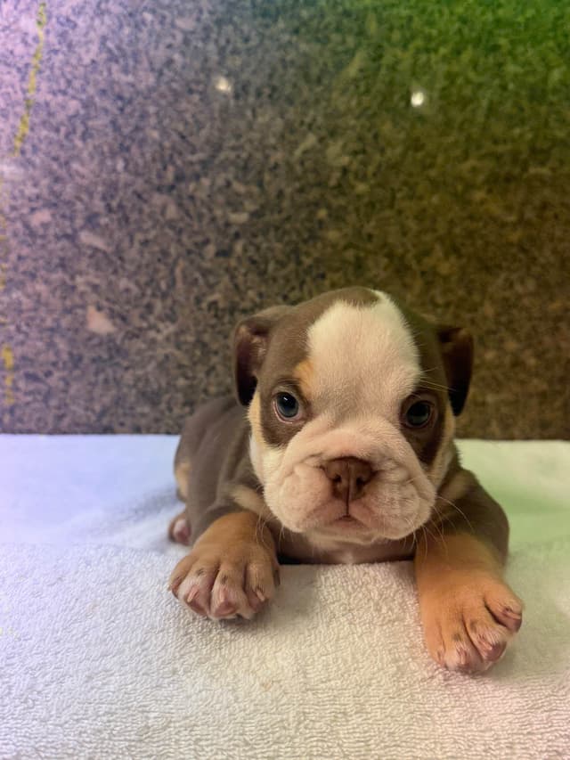 Available now. Bulldog Puppies (Mini) media 11