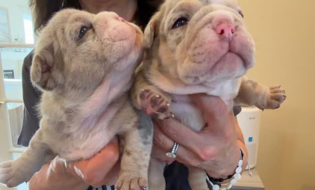 Bulldog Puppies ONLY TWO REMAIN AVAILABLE media 4