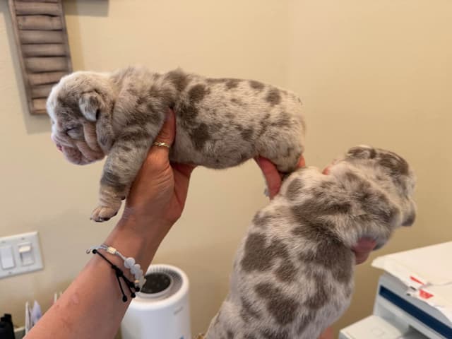 Bulldog Puppies ONLY TWO REMAIN AVAILABLE media 5