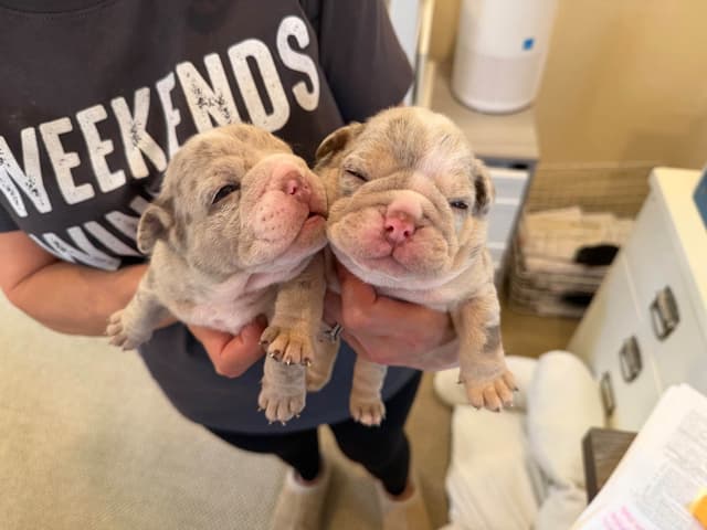 Bulldog Puppies ONLY TWO REMAIN AVAILABLE media 7