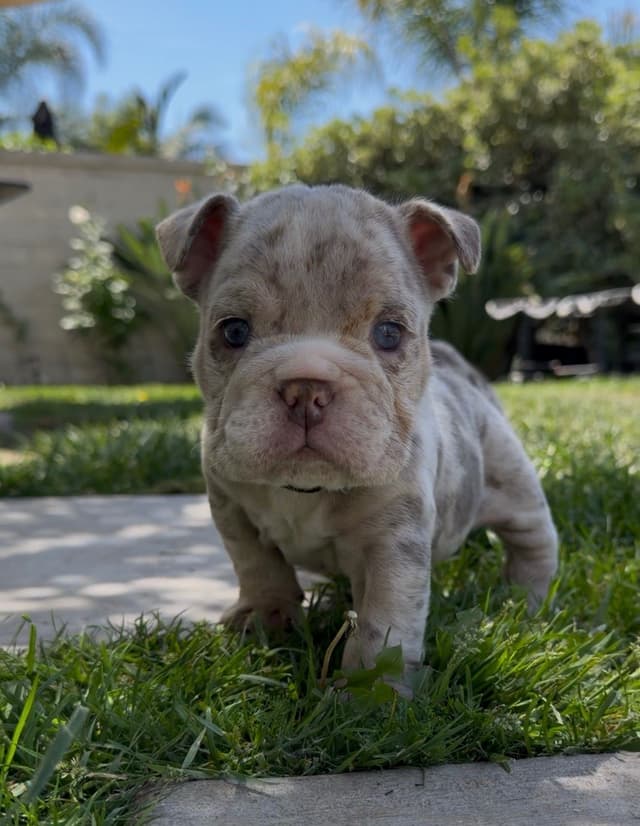 Bulldog Puppies ONLY TWO REMAIN AVAILABLE media 9