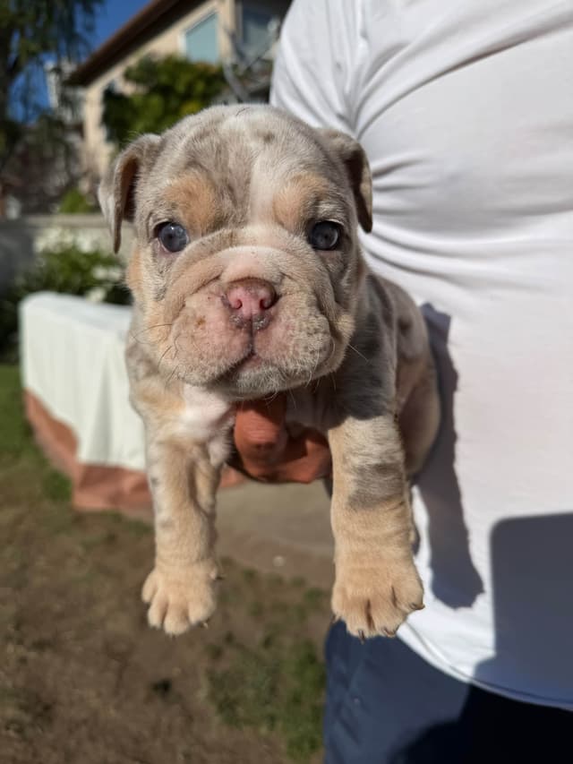 Bulldog Puppies ONLY TWO REMAIN AVAILABLE media 10