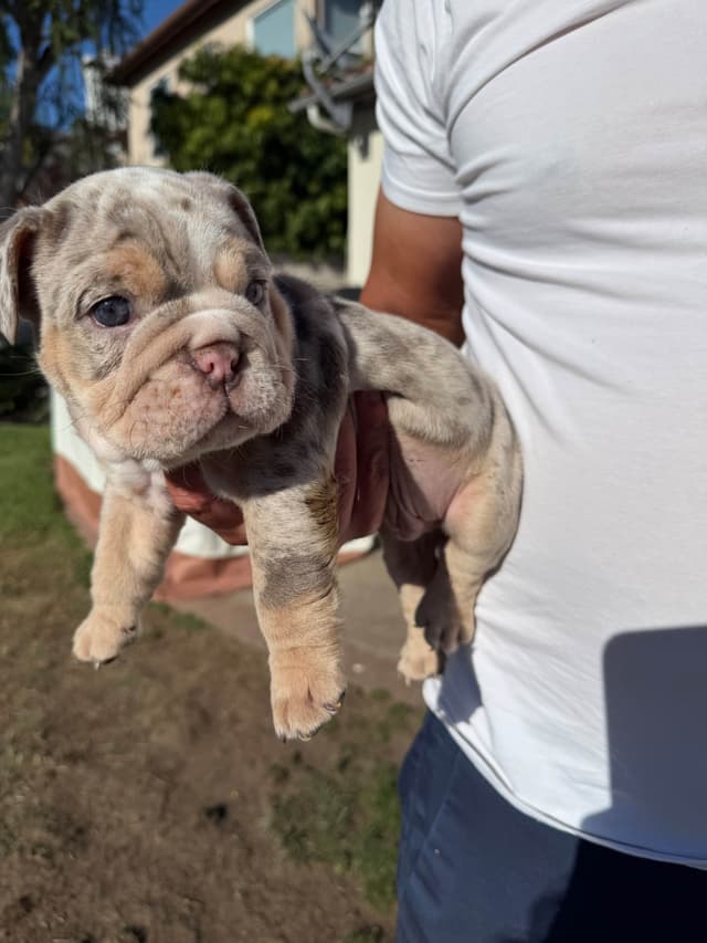 Bulldog Puppies ONLY TWO REMAIN AVAILABLE media 11