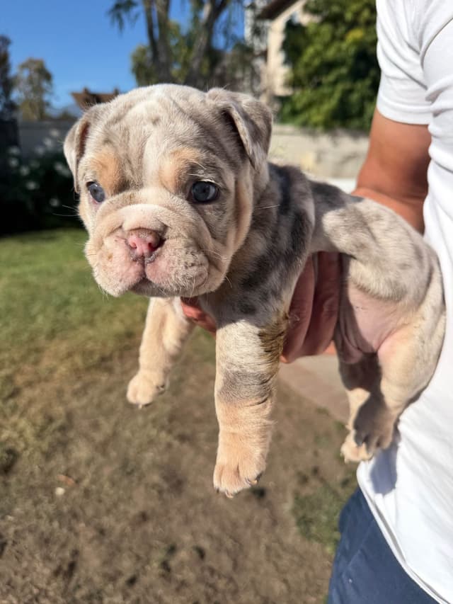 Bulldog Puppies ONLY TWO REMAIN AVAILABLE media 12