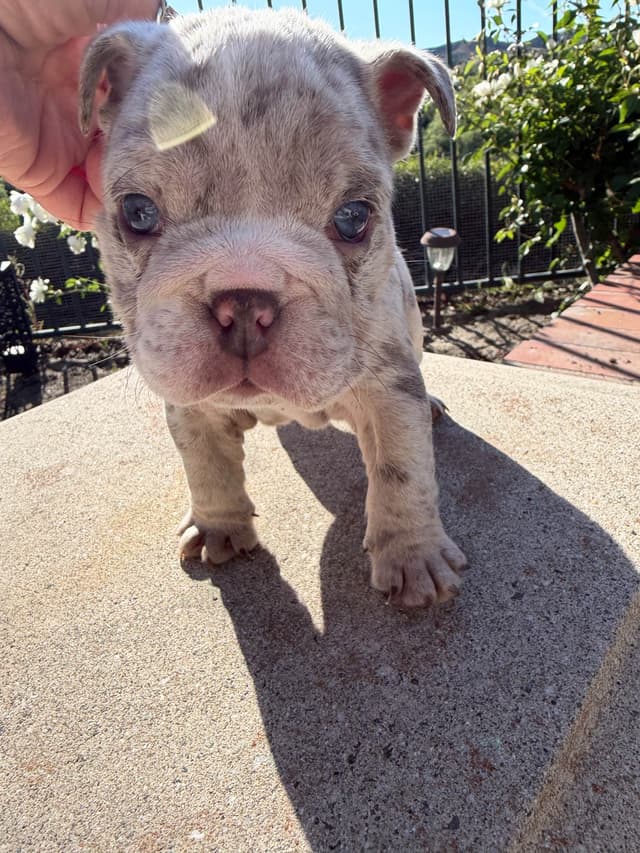 Bulldog Puppies ONLY TWO REMAIN AVAILABLE media 13