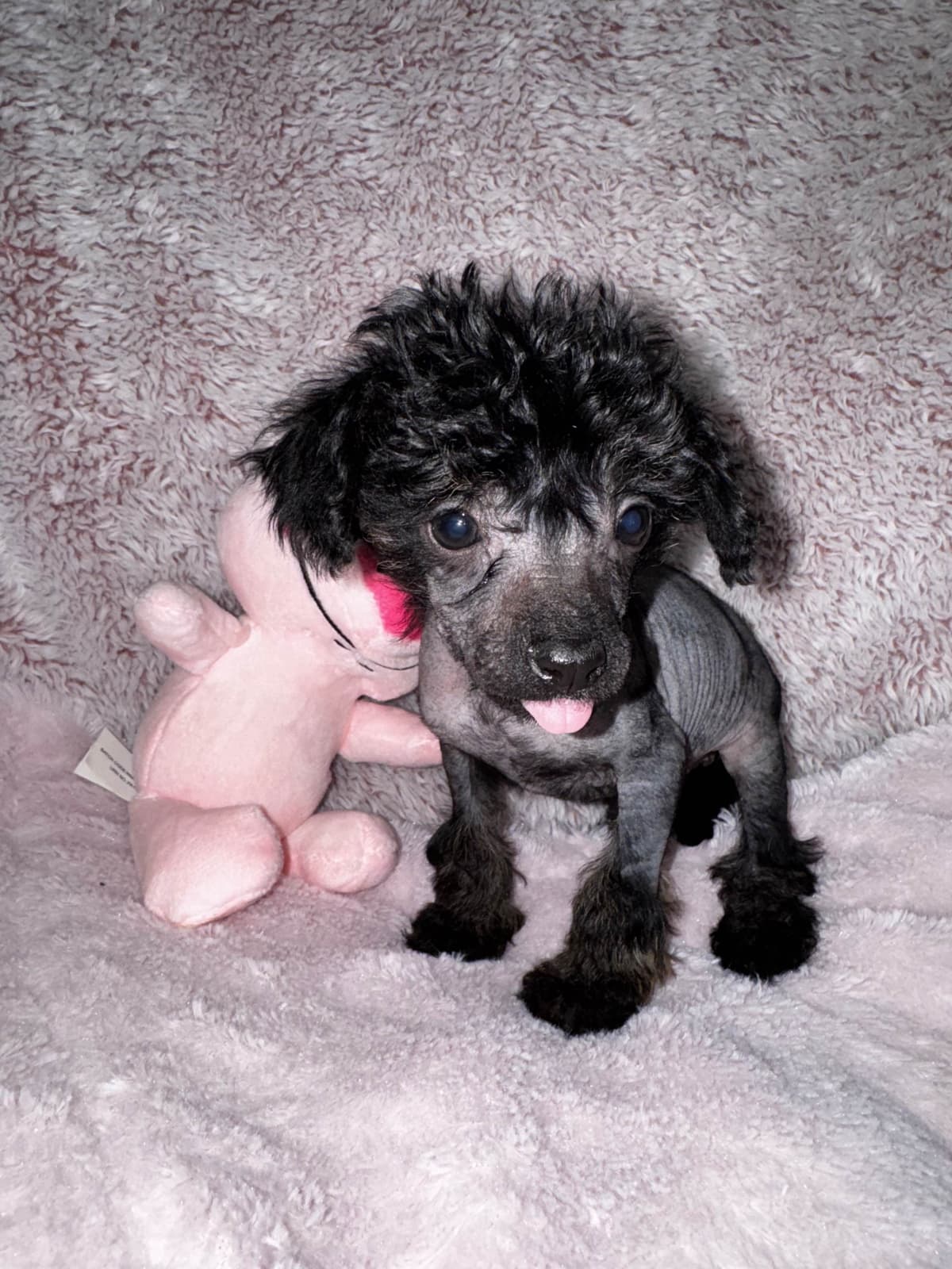 Chinese Crested Puppies breeder image 3