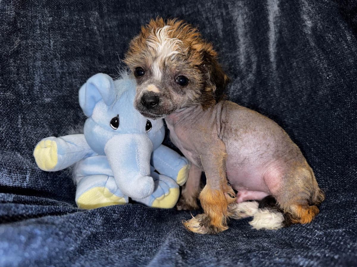 Chinese Crested Puppies breeder image 4