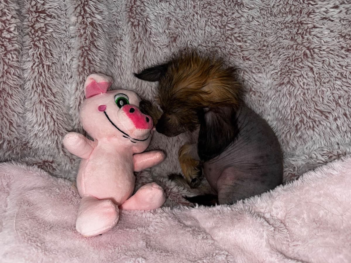 Chinese Crested Puppies breeder image 5