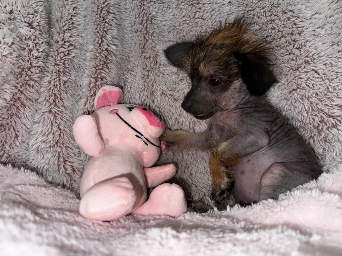 Chinese Crested Puppies breeder image 6