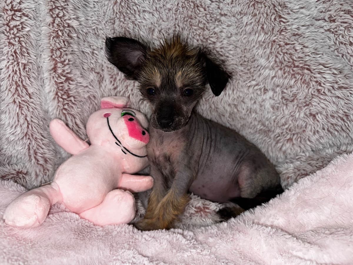 Chinese Crested Puppies breeder image 7