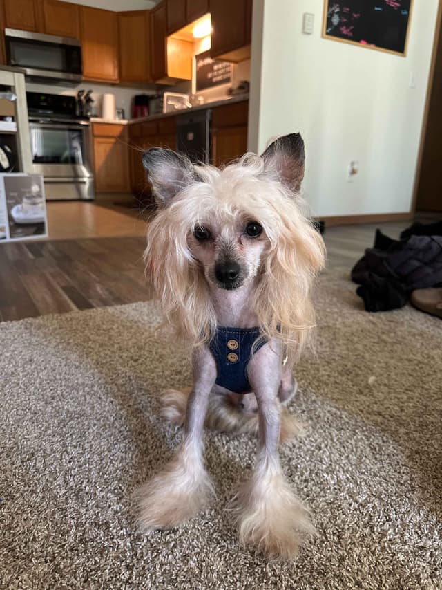 Chinese Crested Puppies media 5