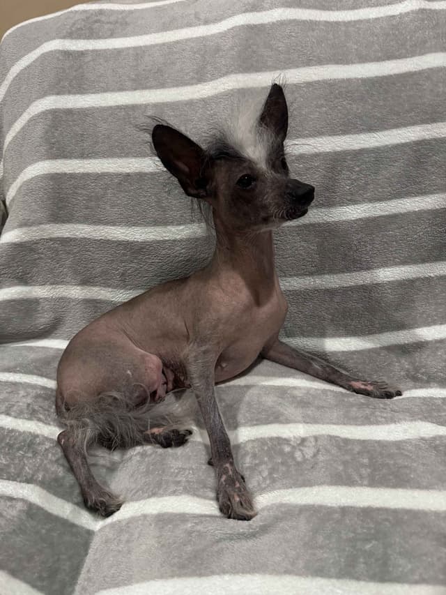 Chinese Crested Puppies media 4