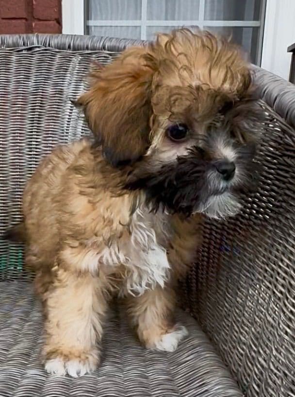 Chinese Crested Puppies media 3