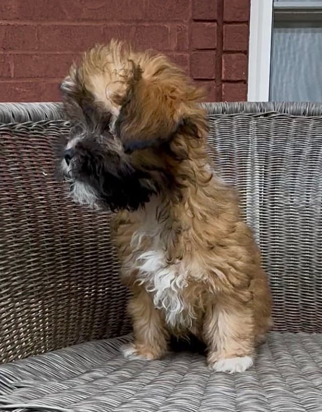 Chinese Crested Puppies media 5