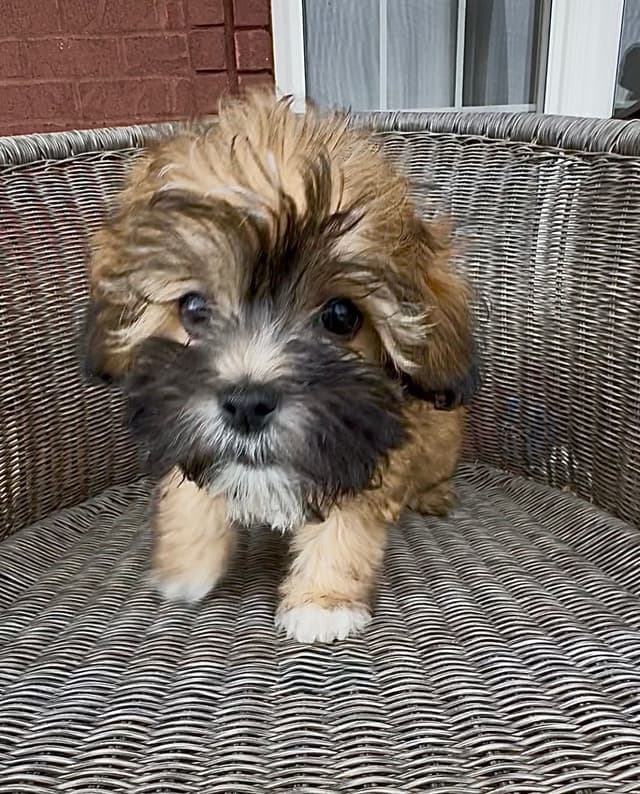 Chinese Crested Puppies media 6