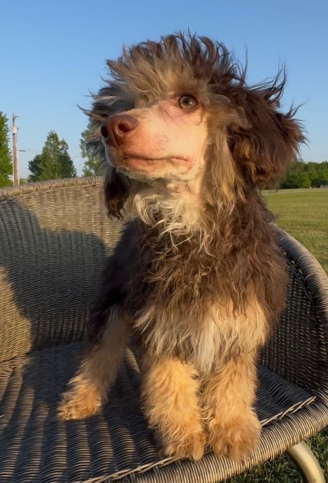 Chinese Crested Puppies media 3