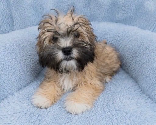 Chinese Crested Puppies media 7