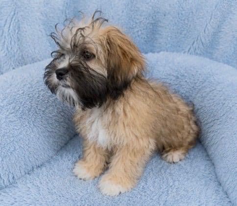 Chinese Crested Puppies media 9