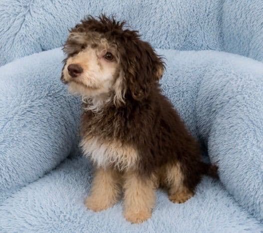 Chinese Crested Puppies media 7