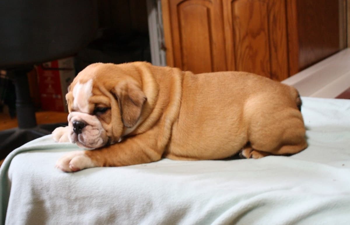 Bulldog Puppies breeder image 1