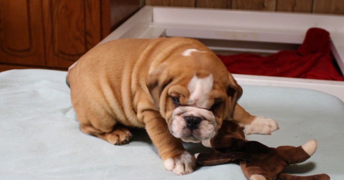 Bulldog Puppies breeder image 2