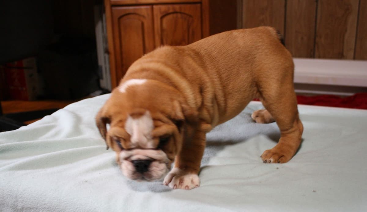Bulldog Puppies breeder image 4