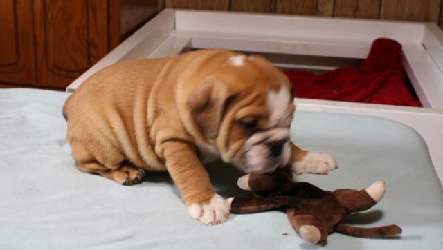 Bulldog Puppies media 21