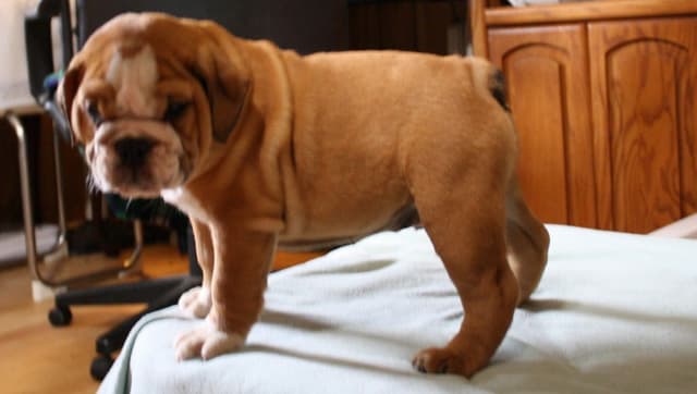 Bulldog Puppies media 19