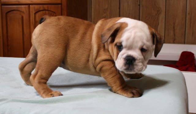 Bulldog Puppies media 16