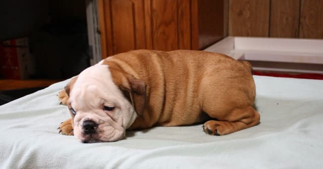 Bulldog Puppies media 18