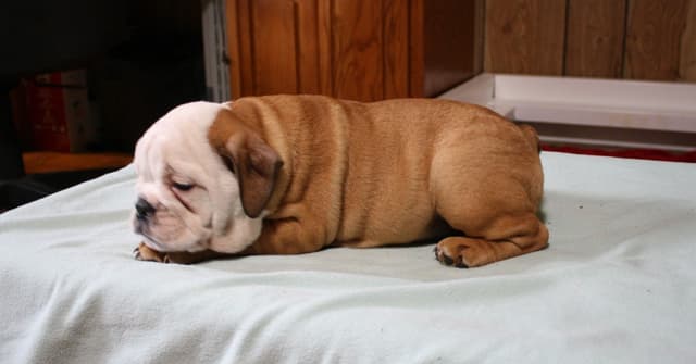 Bulldog Puppies media 17