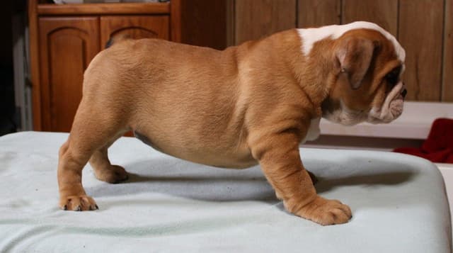 Bulldog Puppies media 24