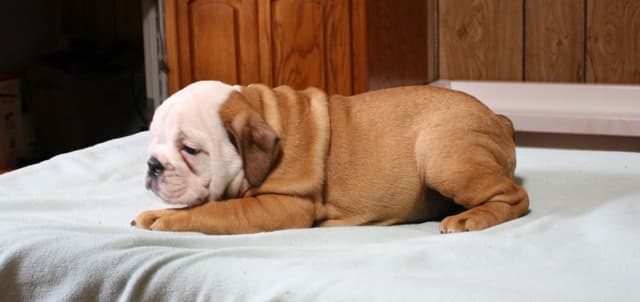 Bulldog Puppies media 15