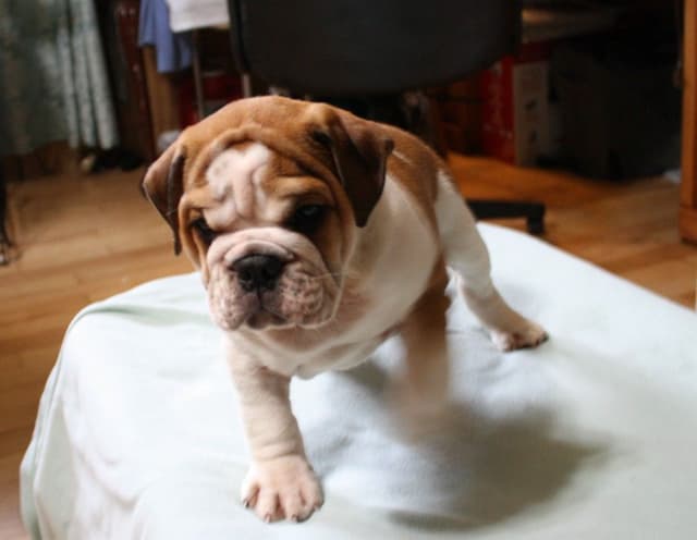 Bulldog Puppies media 8