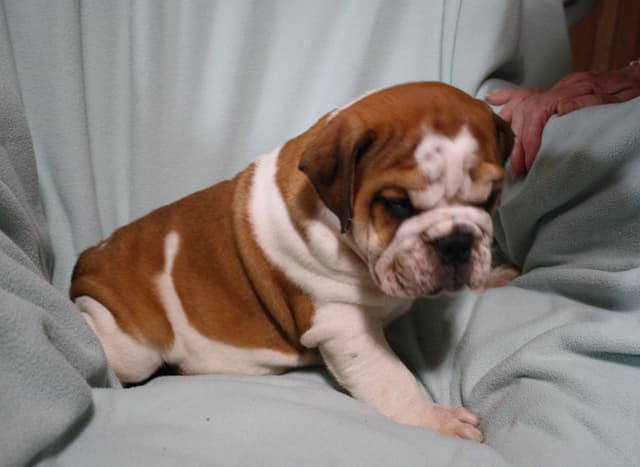 Bulldog Puppies media 9