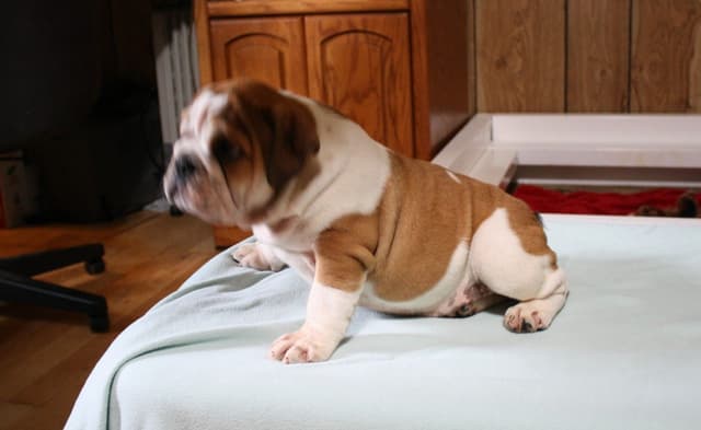 Bulldog Puppies media 10