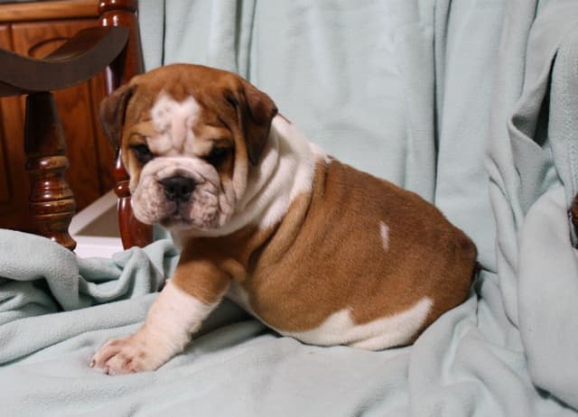 Bulldog Puppies media 6