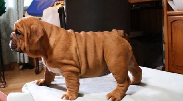 Bulldog Puppies media 4