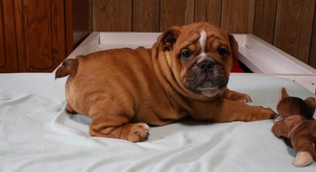 Bulldog Puppies media 2