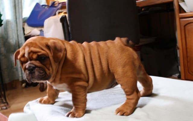 Bulldog Puppies media 5