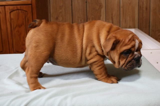 Bulldog Puppies media 3