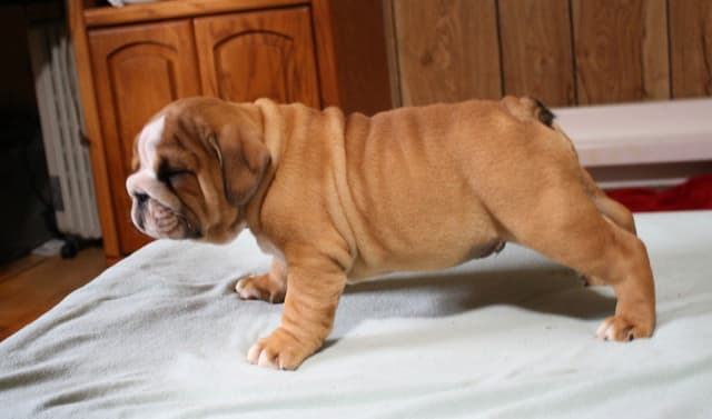 Bulldog Puppies media 11