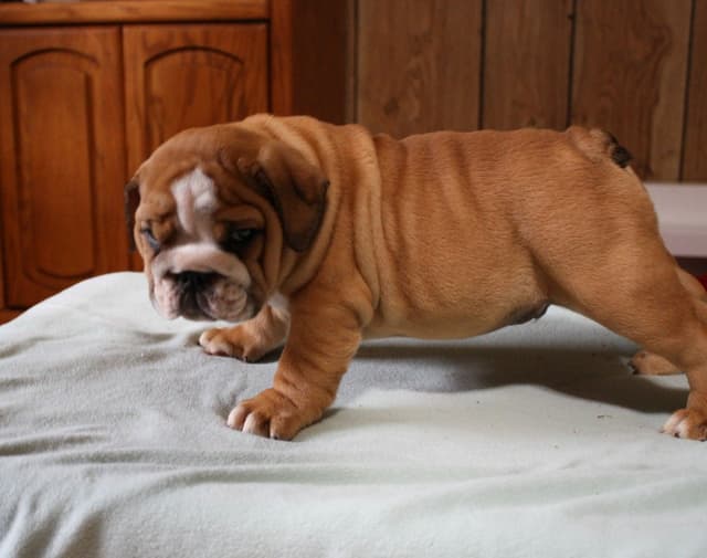 Bulldog Puppies media 14