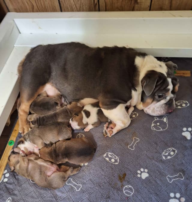 Bulldog Puppies media 25