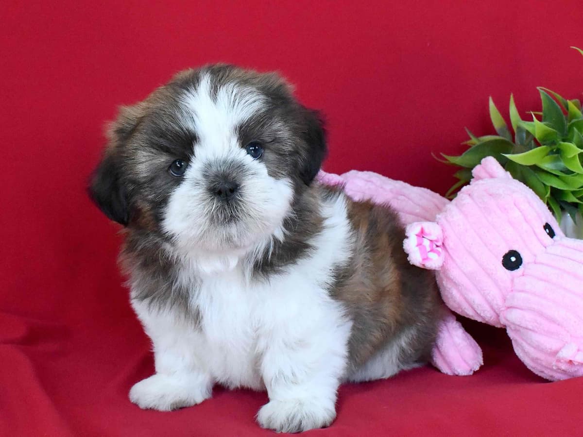Shih Tzu Puppies breeder image 1
