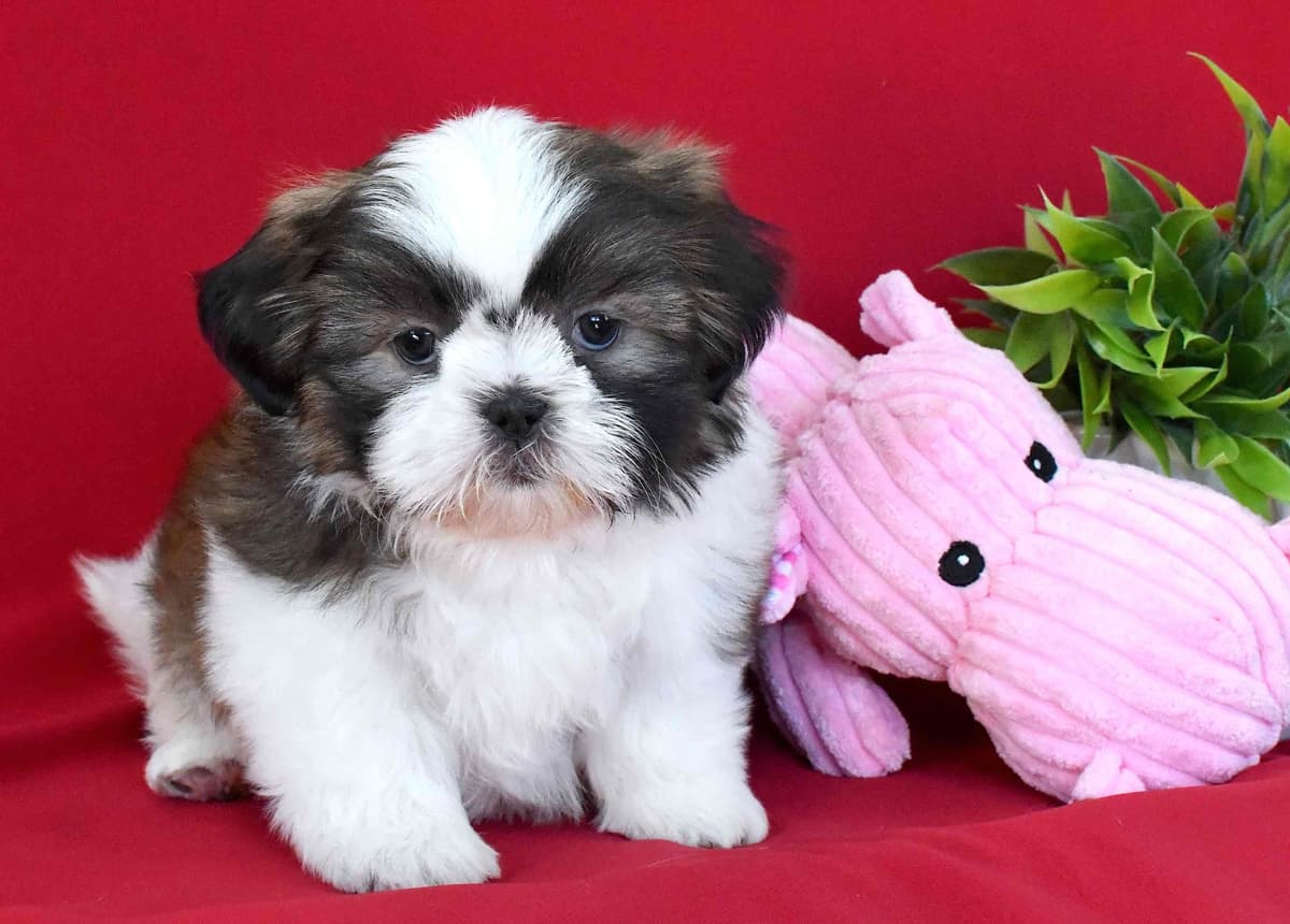 Shih Tzu Puppies breeder image 2
