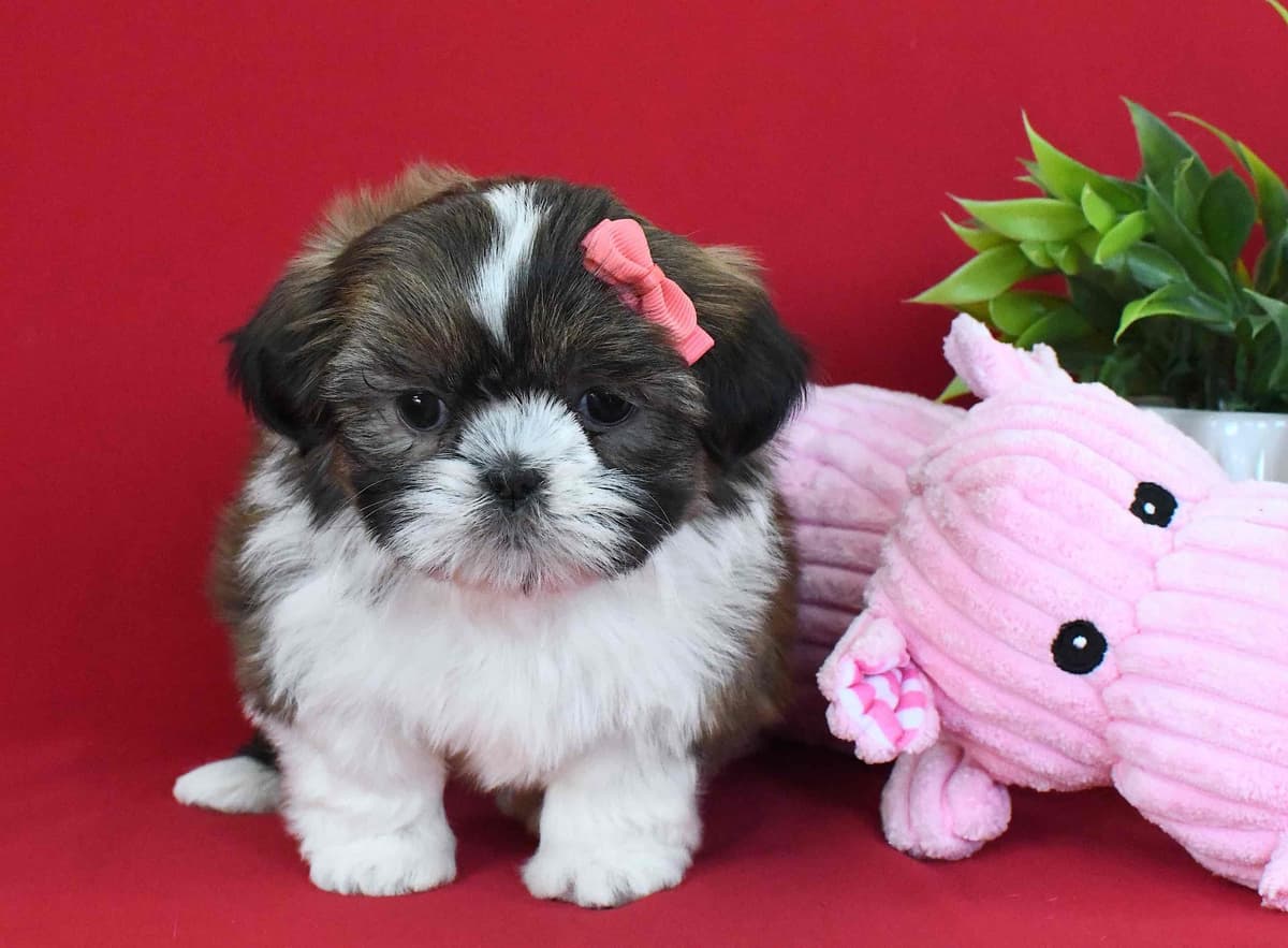 Shih Tzu Puppies breeder image 3