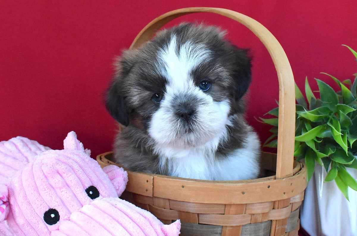 Shih Tzu Puppies breeder image 4