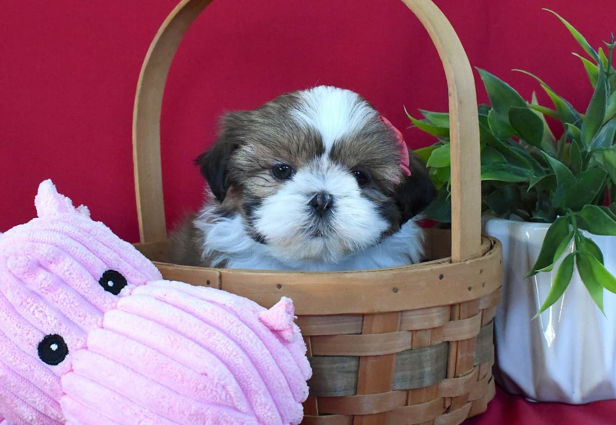 Shih Tzu Puppies breeder image 5